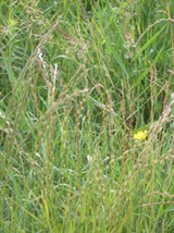 Graminées et pollens en Hauts-de-France