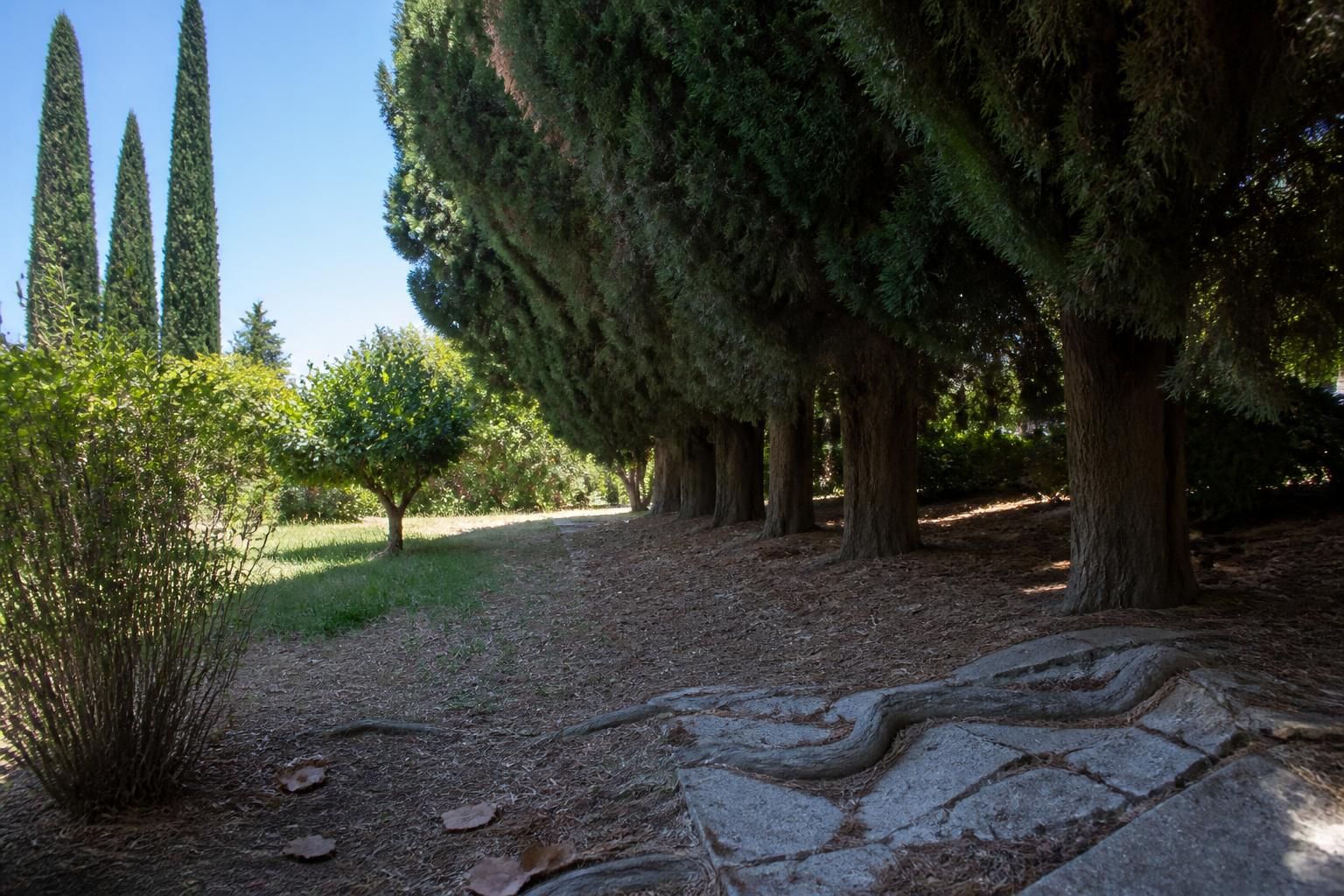 découvrez les principaux inconvénients des cyprès dans votre jardin, leurs impacts sur l'espace, la maintenance et les éventuels problèmes qu'ils peuvent causer.