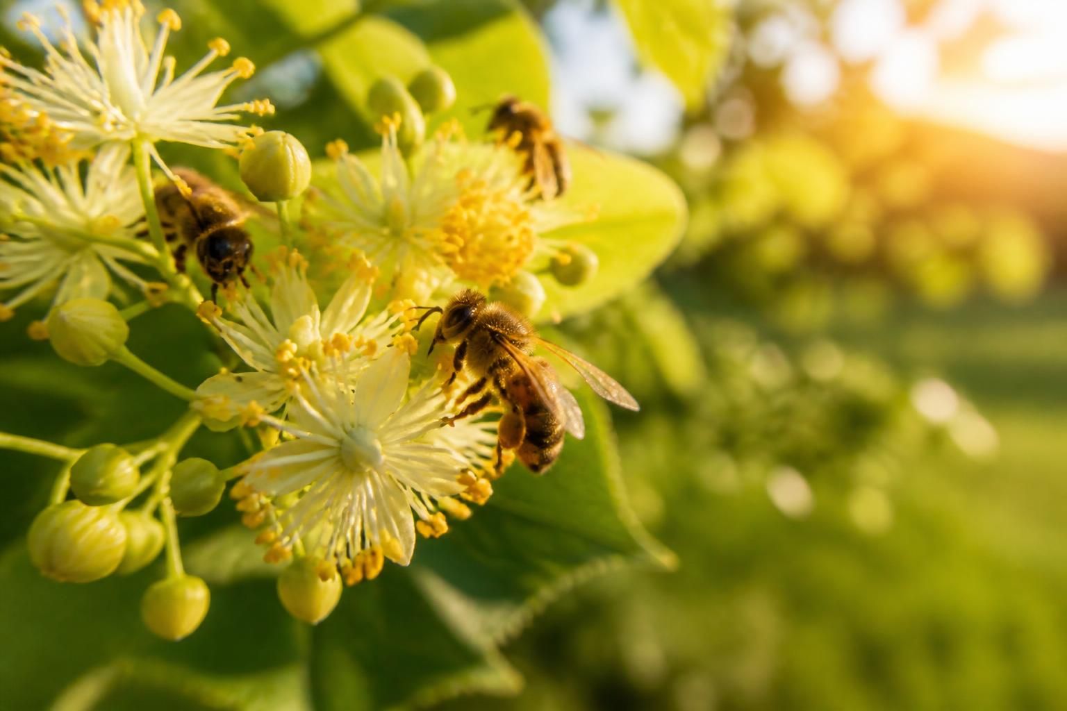 découvrez les bienfaits du pollen de tilleul et les précautions à prendre pour en profiter en toute sécurité. guide complet sur ses effets et usages.
