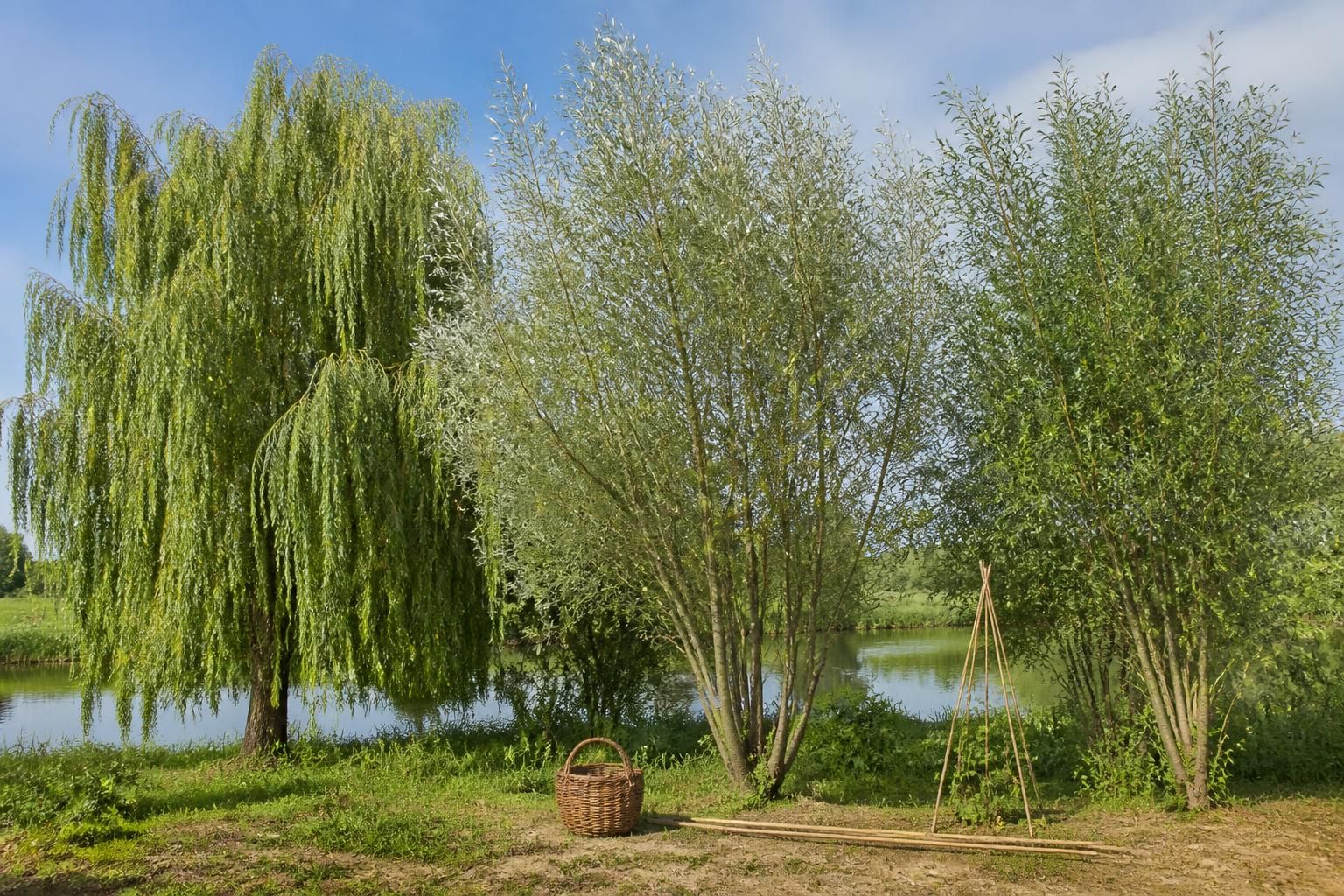 découvrez tout sur le saule : ses caractéristiques, les différentes variétés, et ses multiples utilisations dans le jardinage et l'artisanat.