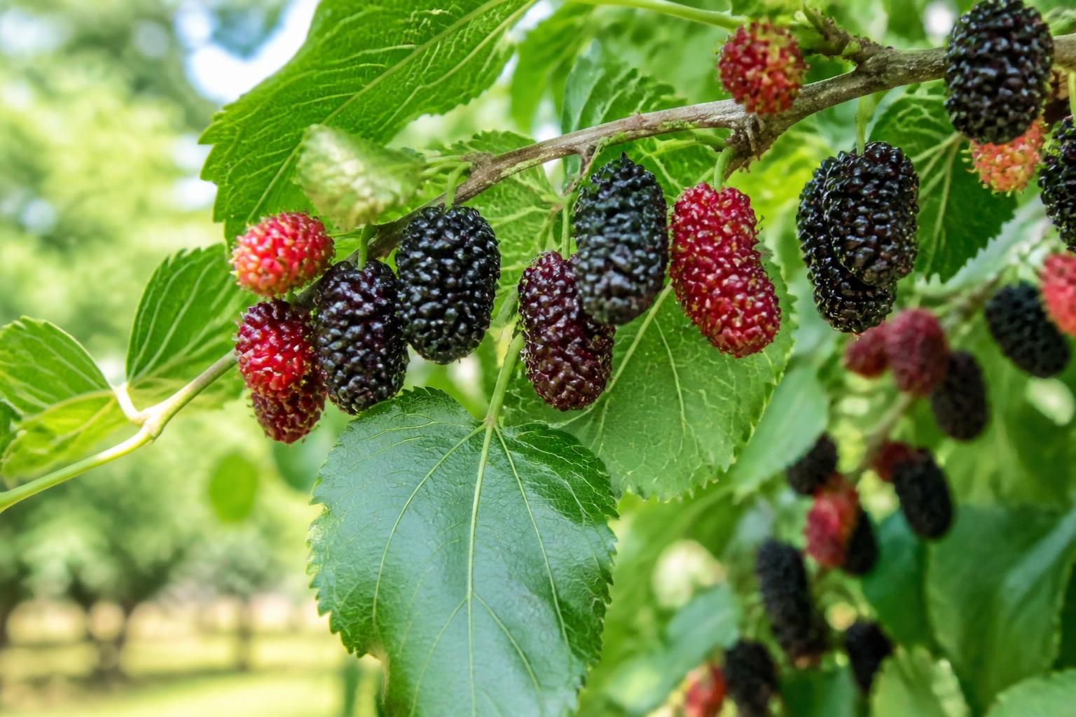 découvrez tout sur les fruits comestibles du mûrier platane, leurs caractéristiques et les bienfaits qu'ils apportent à votre santé.